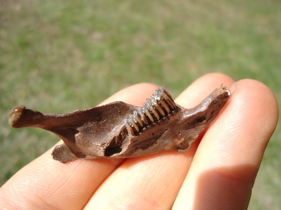 Large image 2 Nice Muskrat Mandible