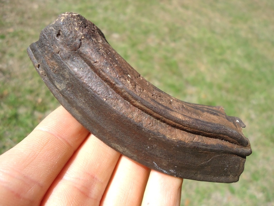 Large image 2 Awesome Curved Horse Molar