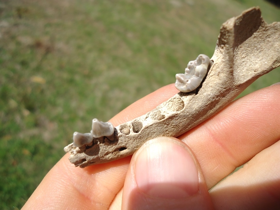 Large image 2 Nice Raccoon Mandible with Three Perfect Teeth