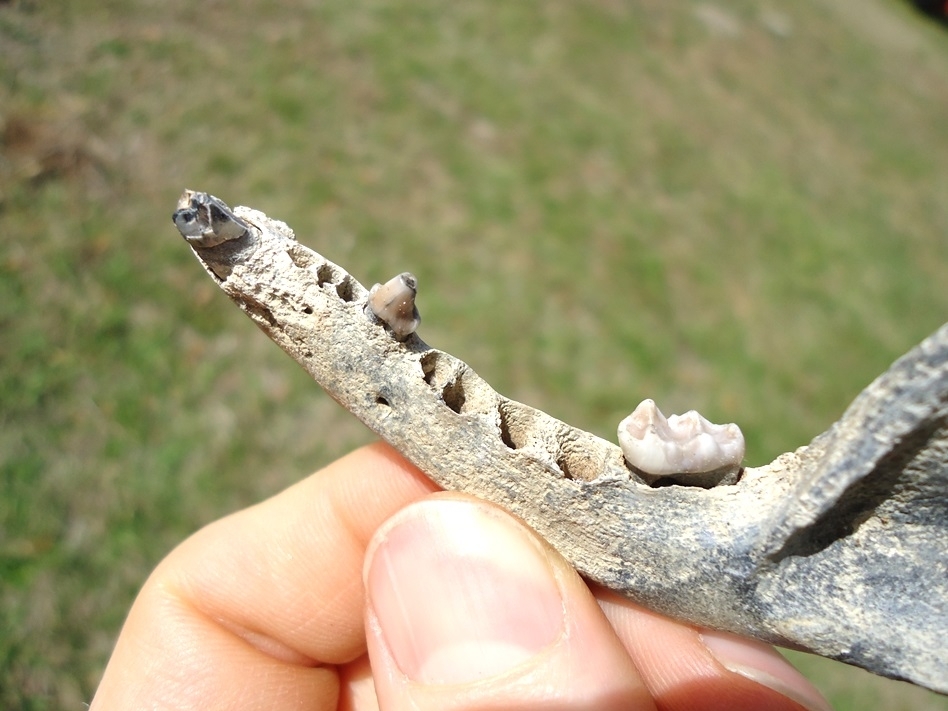 Large image 2 Nice Raccoon Mandible with Three Teeth