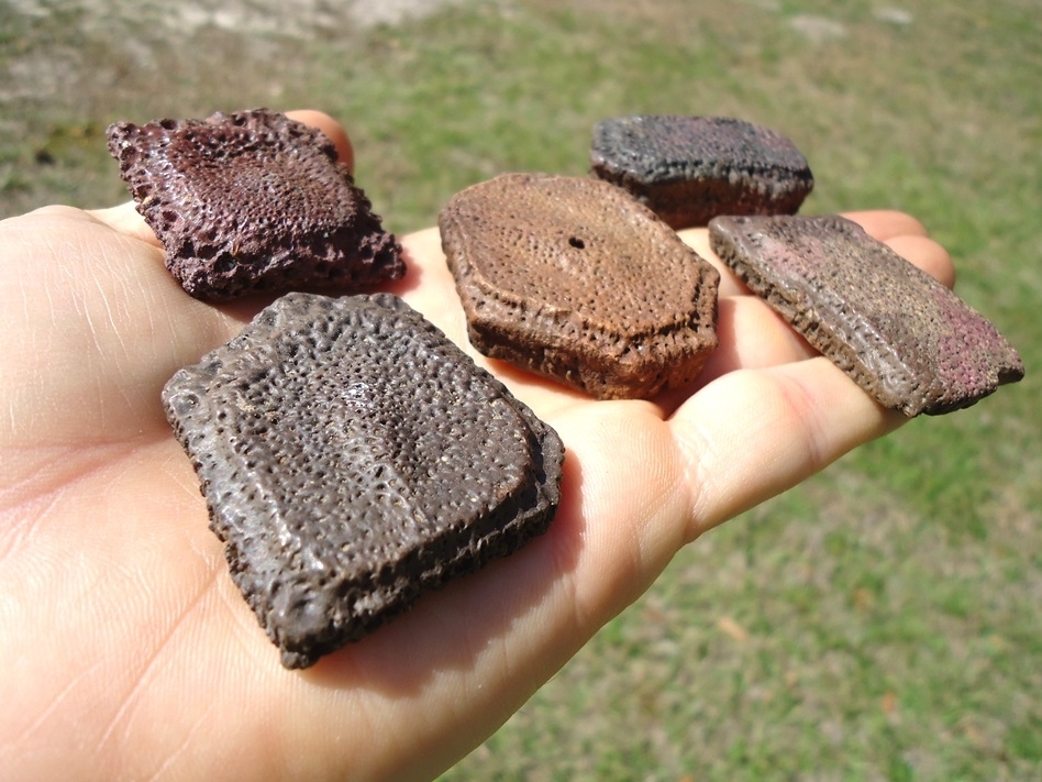 Large image 1 Five Choice Giant Armadillo Scutes