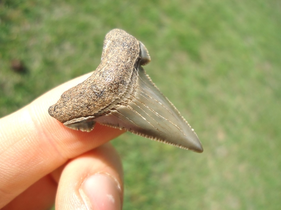 Large image 2 Rare Alabama Auriculatus Shark Tooth