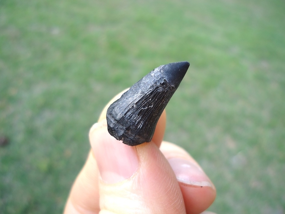 Large image 2 Rare Alabama Mosasaur Tooth