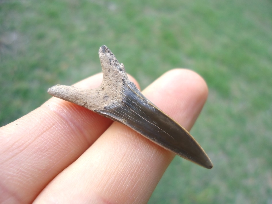 Large image 1 Rare Cretaceous Goblin Shark Tooth