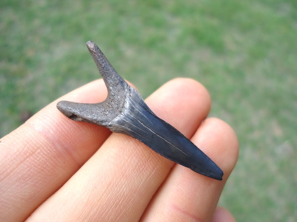 Large image 1 Rare Cretaceous Goblin Shark Tooth