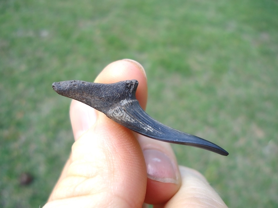 Large image 2 Rare Cretaceous Goblin Shark Tooth