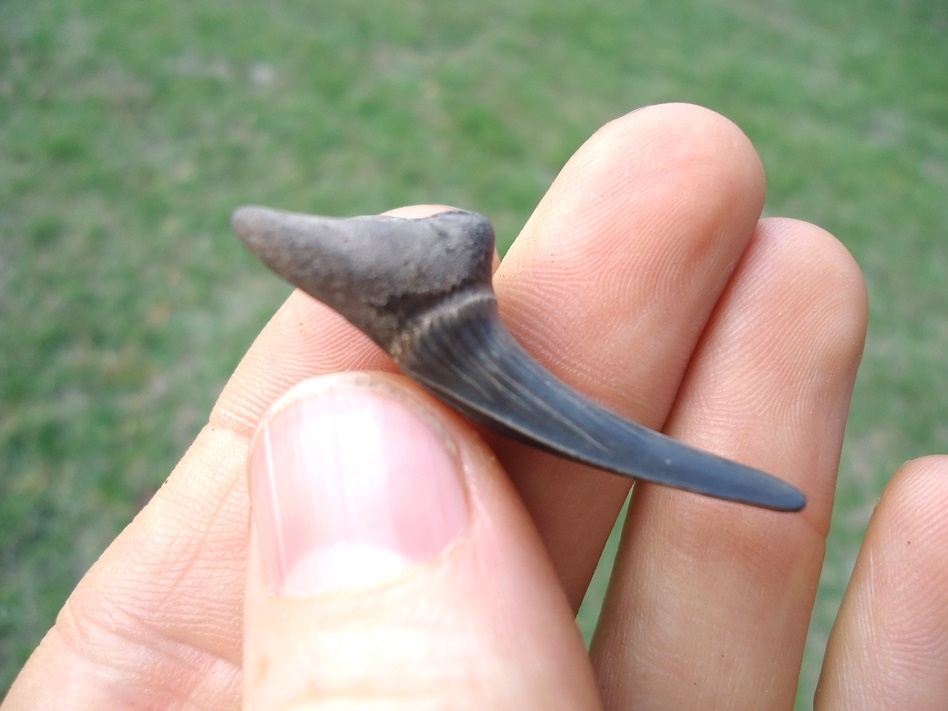 Large image 2 Rare Cretaceous Goblin Shark Tooth