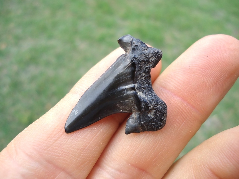 Large image 3 Rare Cretaceous Mackerel Shark Tooth