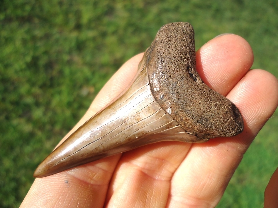 Large image 2 Beautiful Chocolate Brown Lower Hastalis Shark Tooth