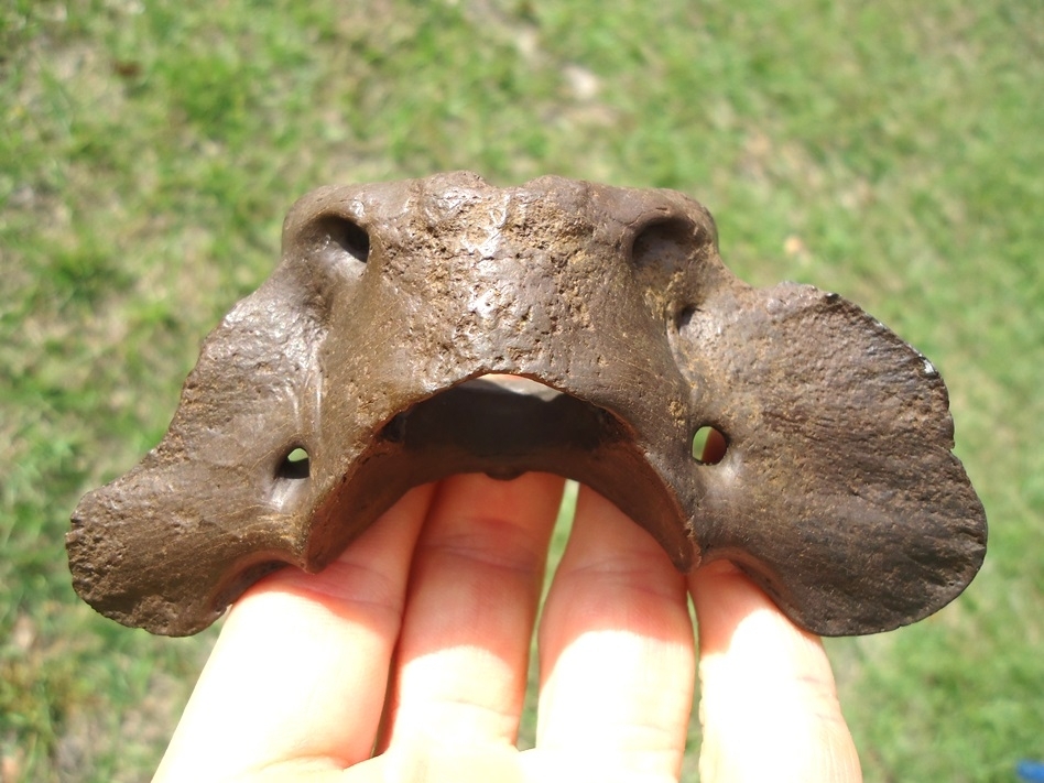 Large image 1 Beyond Rare Dire Wolf Atlas Vertebra