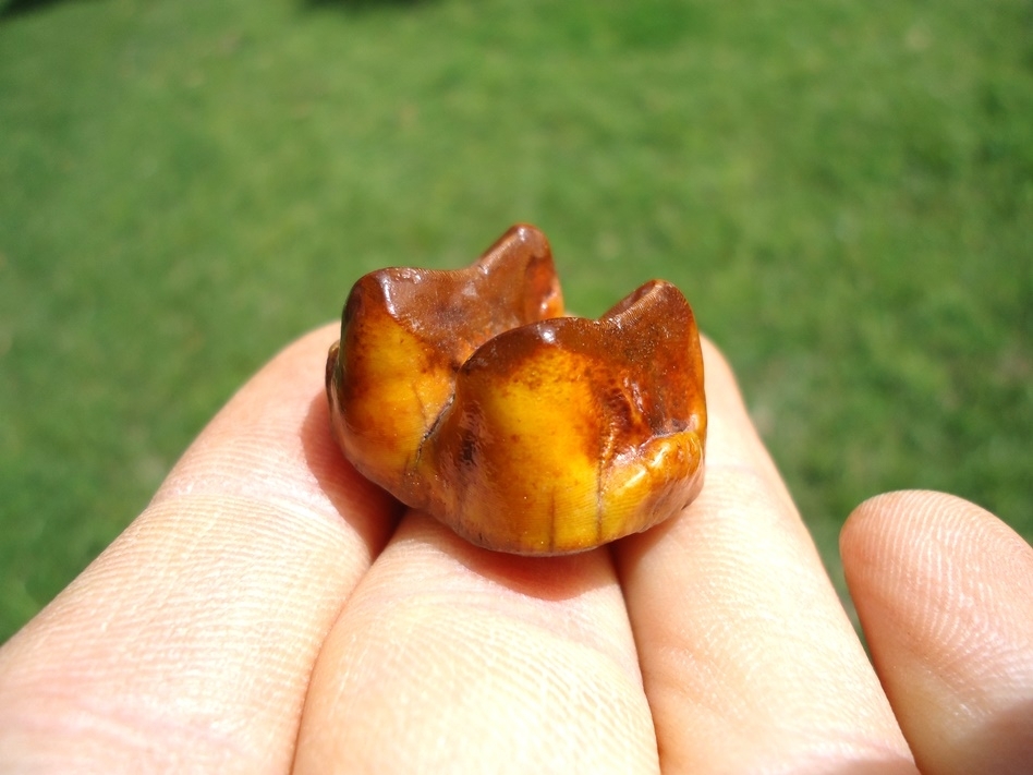 Large image 1 Fiery Orange Tapir Molar