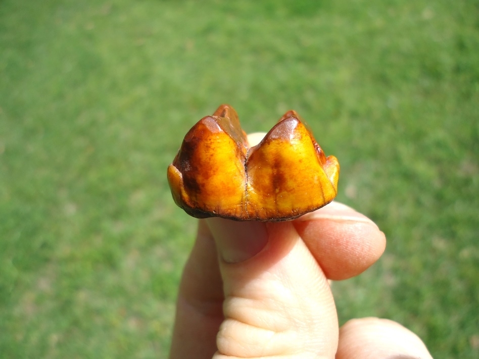 Large image 2 Fiery Orange Tapir Molar