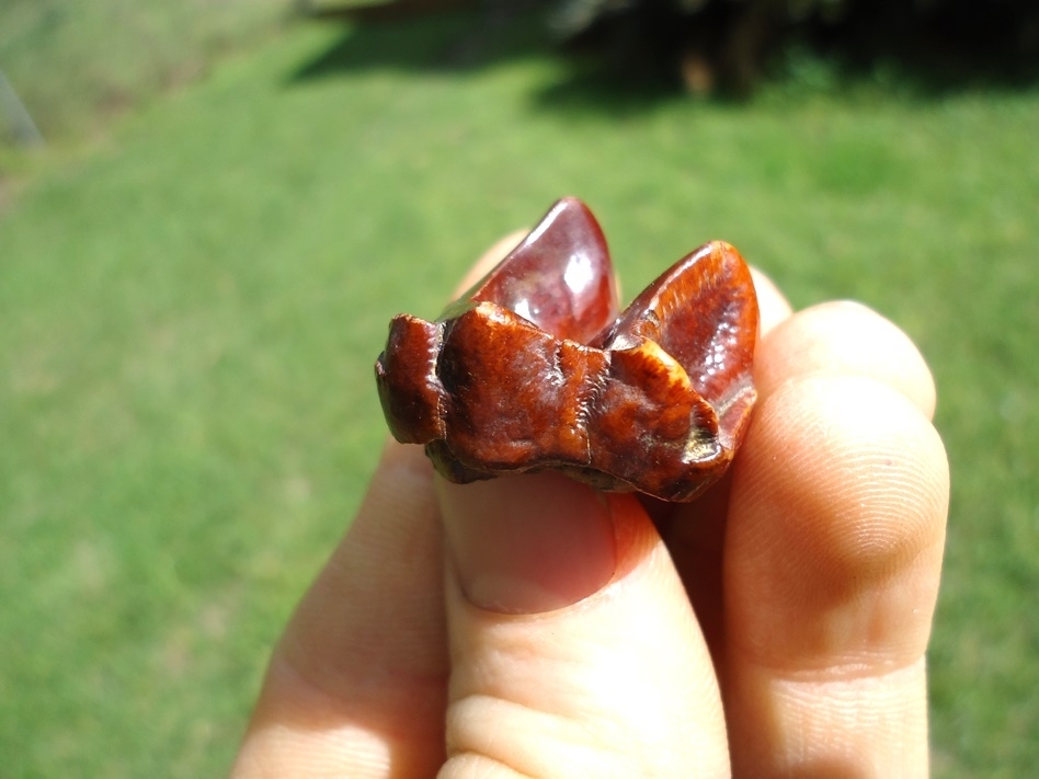 Large image 2 Stunning Ruby Red Tapir Upper Molar