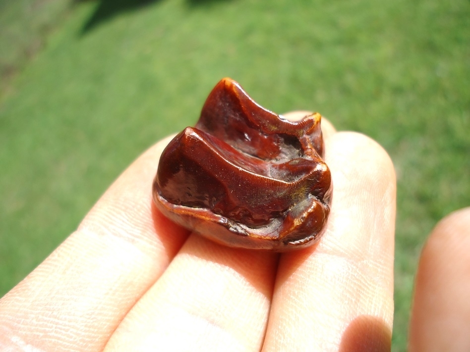 Large image 4 Stunning Ruby Red Tapir Upper Molar