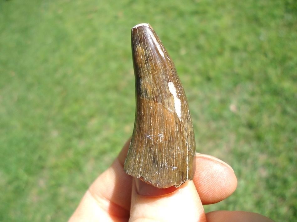 Large image 1 Massive Bone Valley Crocodile Tooth