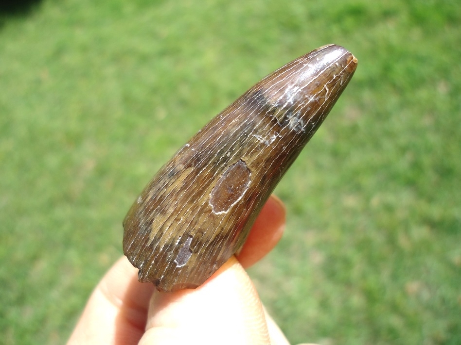 Large image 3 Massive Bone Valley Crocodile Tooth