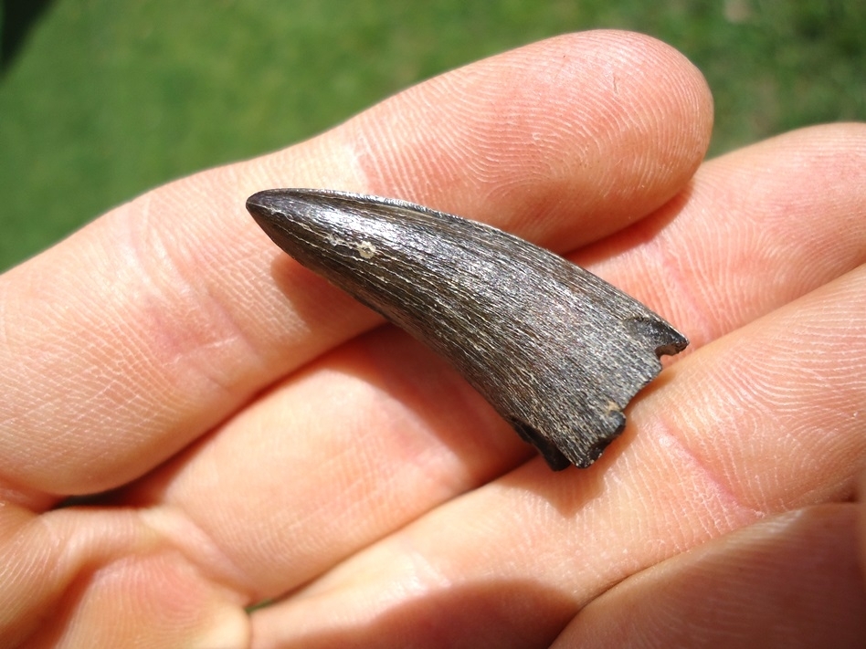 Large image 3 Super Sharp Bone Valley Crocodile Tooth