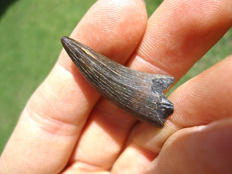 Large image 4 Super Sharp Bone Valley Crocodile Tooth