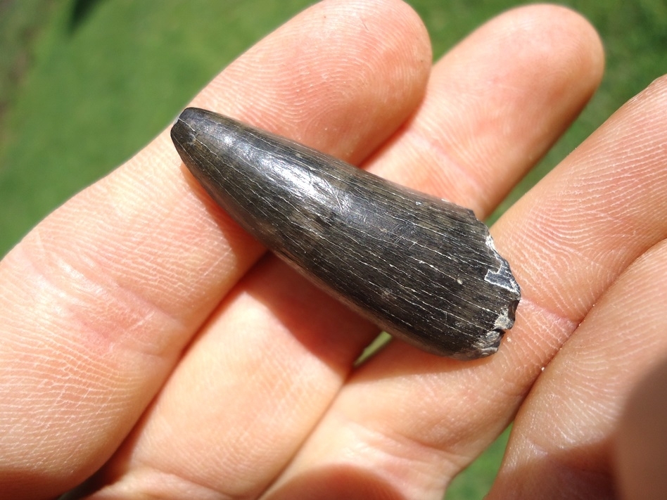 Large image 4 Excellent Bone Valley Crocodile Tooth