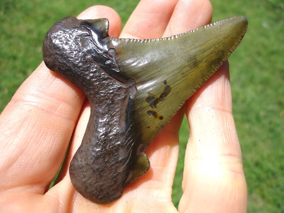 Large image 4 Stunning Apple Green Suwannee River Auriculatus Shark Tooth