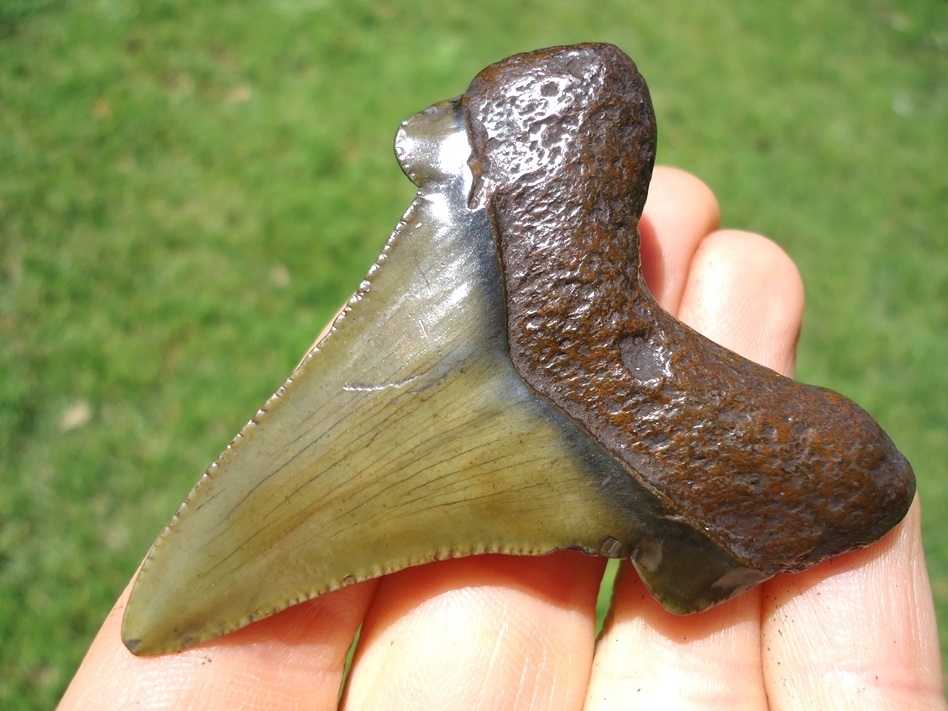 Large image 3 Quality Apple Green Suwannee River Auriculatus Shark Tooth