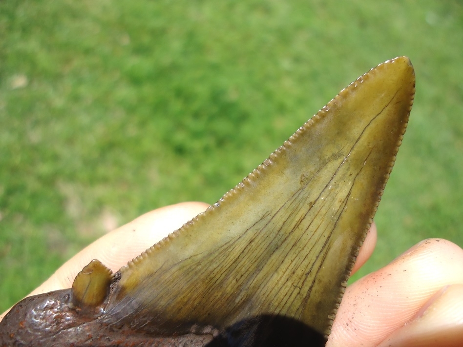 Large image 5 2.77' Suwannee River Dagger Auriculatus Shark Tooth