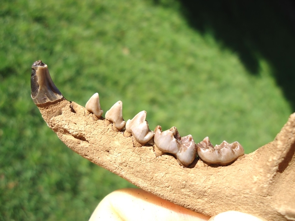 Large image 3 Awesome Raccoon Mandible with Six Teeth Intact