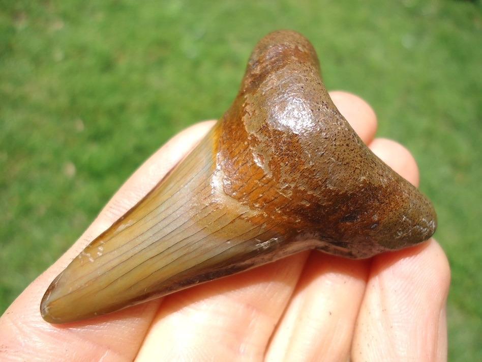 Large image 2 Bargain Suwannee River Auriculatus Shark Tooth