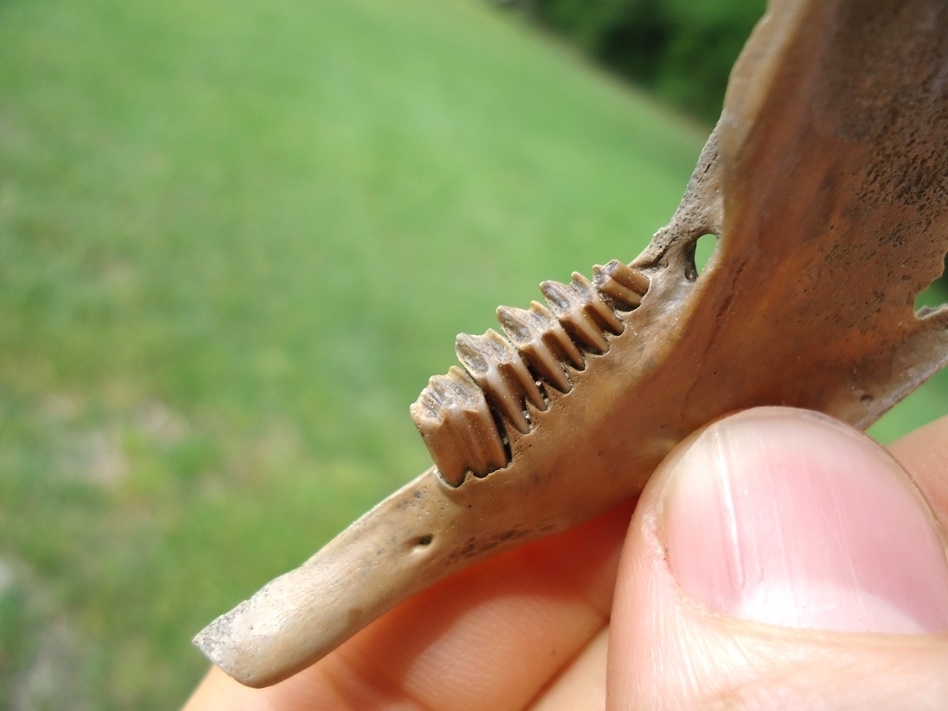 Large image 2 High Quality Cotton Tail Rabbit Mandible