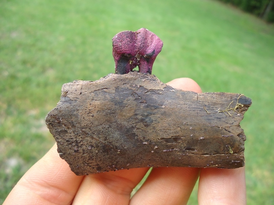 Large image 1 Nice Section of Llama Mandible with Premolar Intact