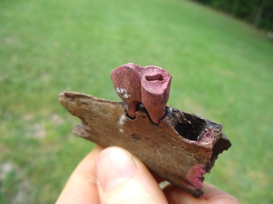 Large image 2 Nice Section of Llama Mandible with Premolar Intact