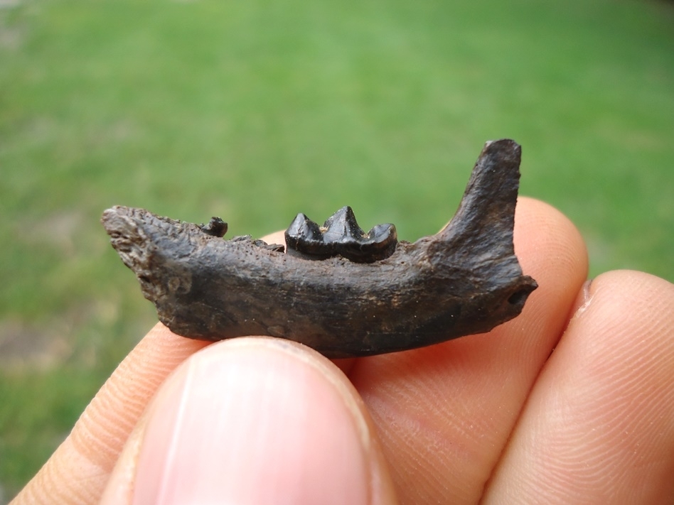 Large image 1 Uncommon American Mink Mandible