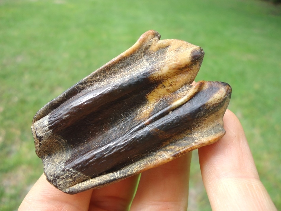 Large image 3 Colorful Bison Molar