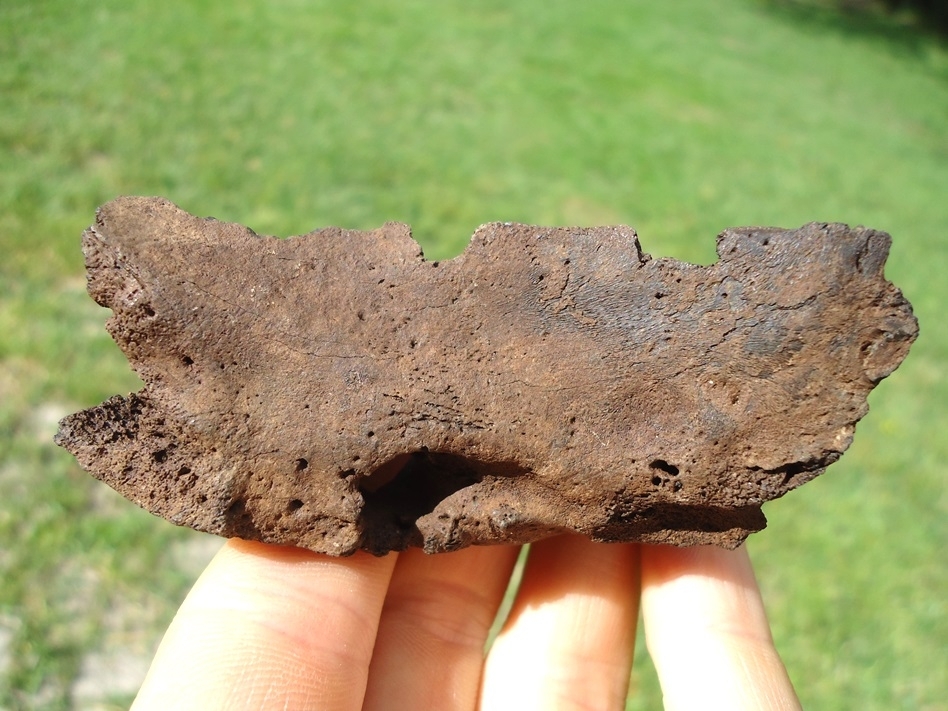 Large image 1 Bizarre Pathological Black Bear Mandible