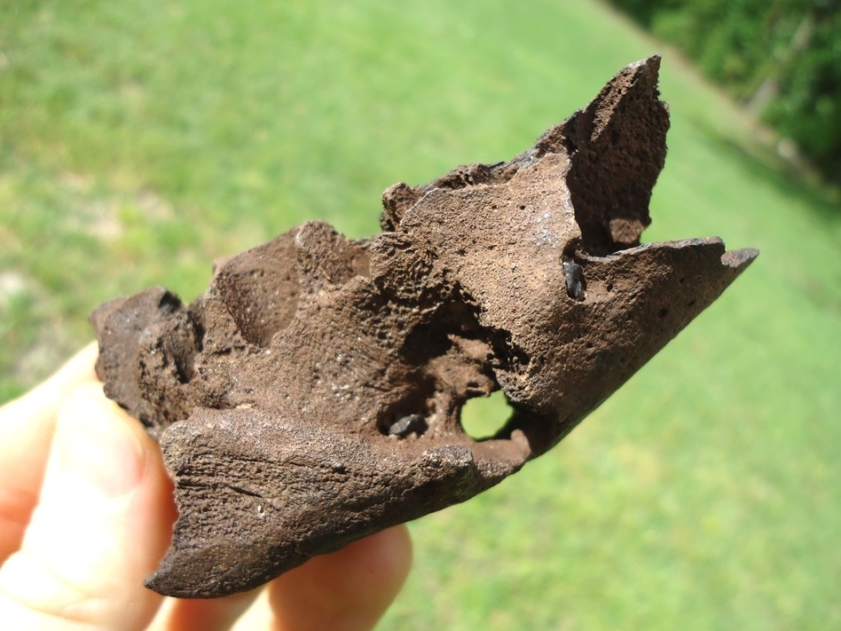 Large image 3 Bizarre Pathological Black Bear Mandible