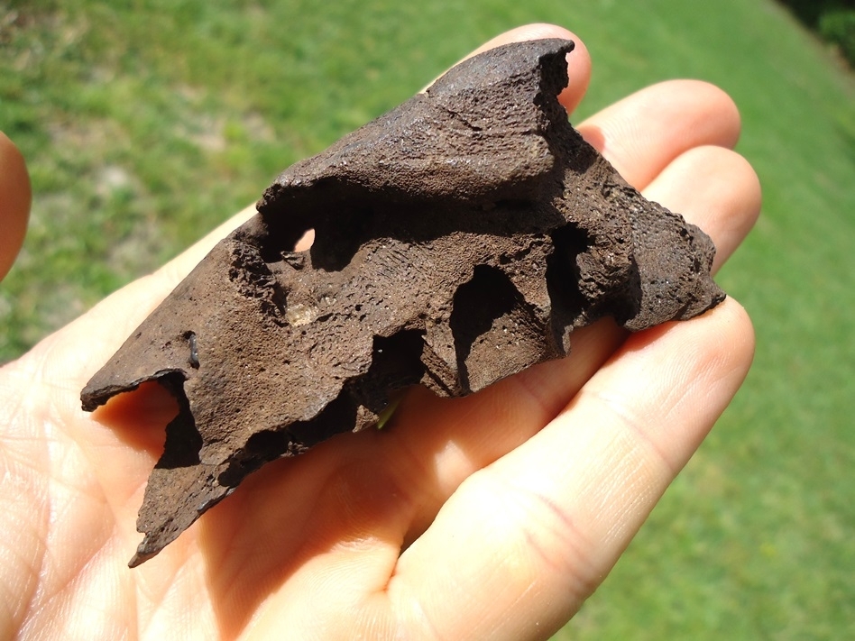 Large image 6 Bizarre Pathological Black Bear Mandible