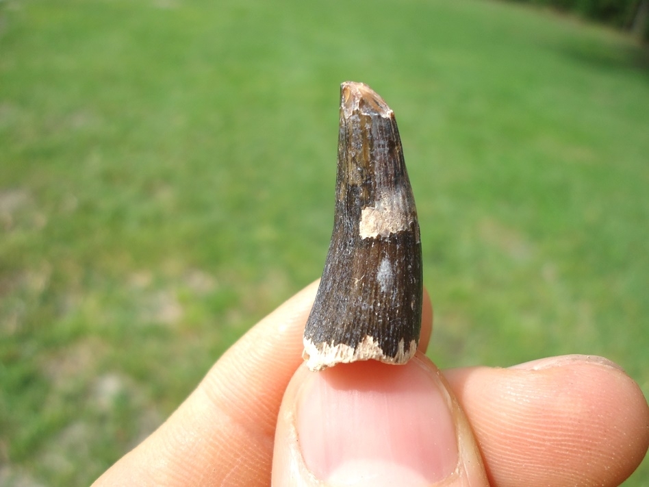 Large image 1 Nice Bone Valley Crocodile Tooth