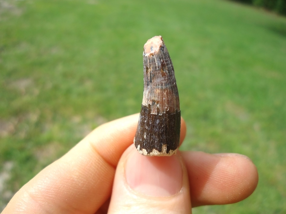 Large image 2 Nice Bone Valley Crocodile Tooth