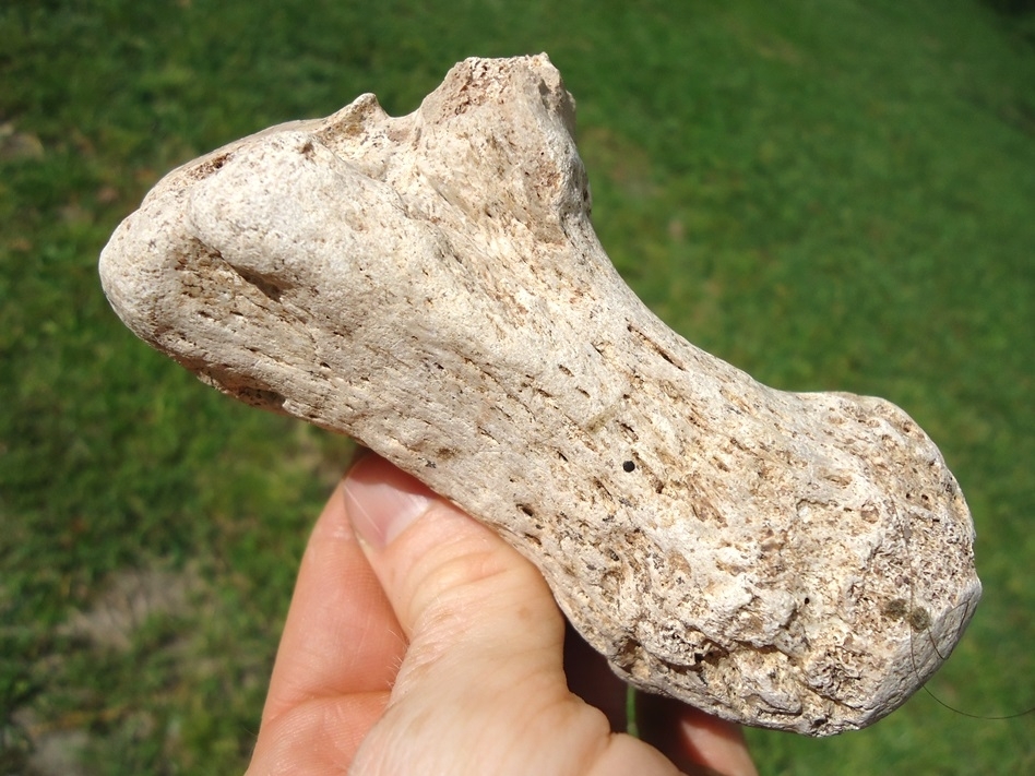 Large image 1 Rare Rhino Calcaneum from Love Site