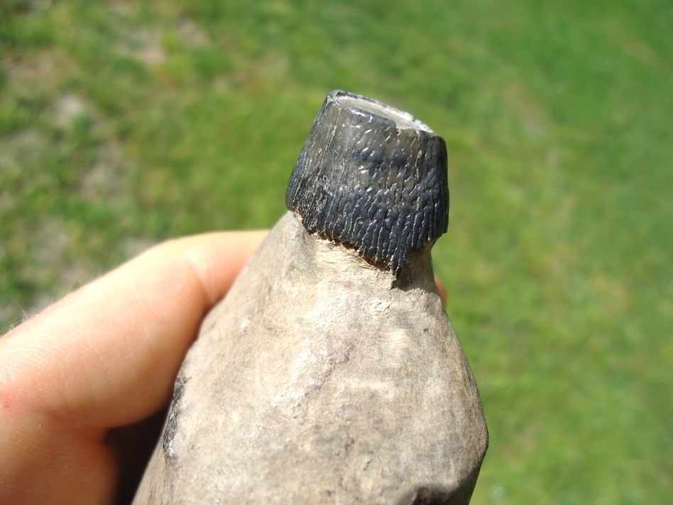 Large image 4 Exceptional Sperm Whale Tooth