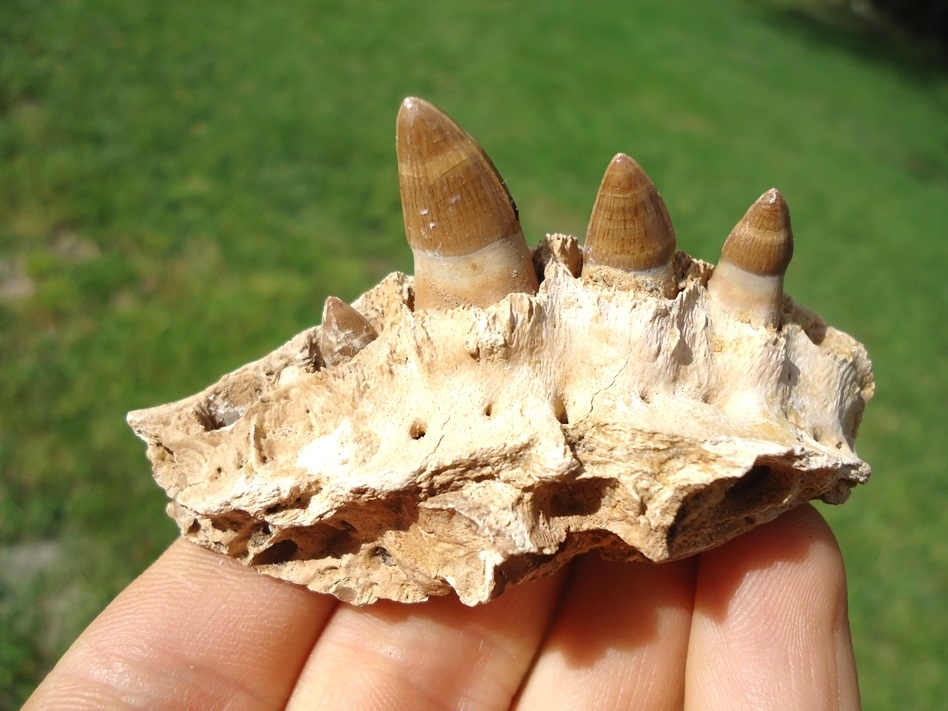 Large image 1 Very Rare Miocene Alligator Maxilla with Four Teeth