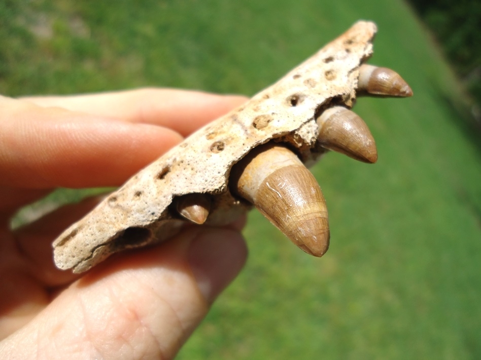 Large image 3 Very Rare Miocene Alligator Maxilla with Four Teeth