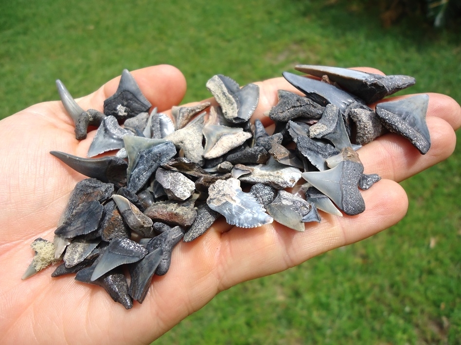 Large image 1 Handful of Florida Fossil Shark Teeth 3