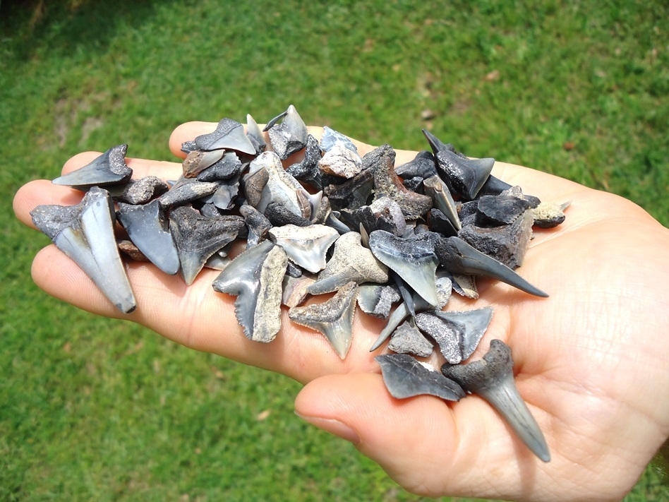 Large image 2 Handful of Florida Fossil Shark Teeth 3