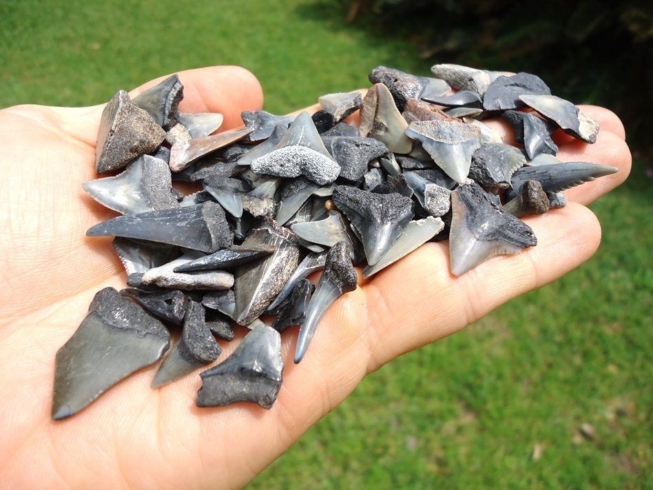 Large image 1 Handful of Florida Fossil Shark Teeth 4