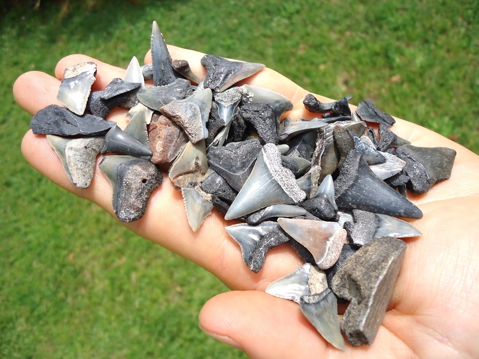 Large image 2 Handful of Florida Fossil Shark Teeth 4