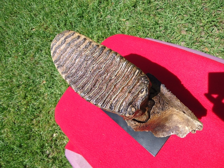 Large image 1 Museum Quality Mammoth Tooth