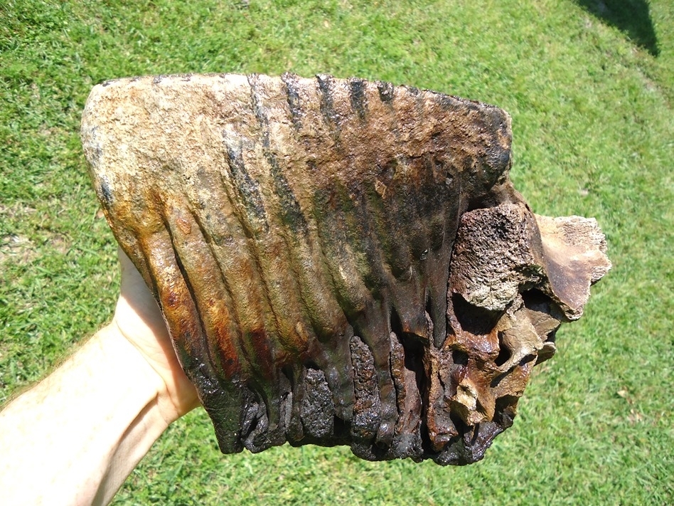 Large image 3 Museum Quality Mammoth Tooth