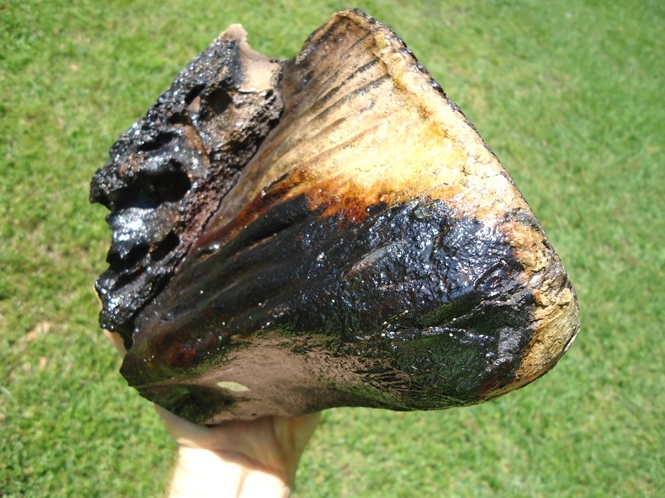 Large image 7 Museum Quality Mammoth Tooth