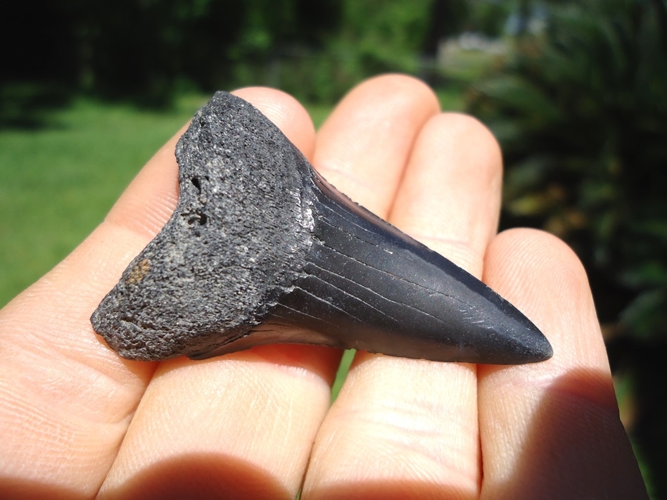 Large image 2 Sweet Lower Jaw Hastalis Shark Tooth